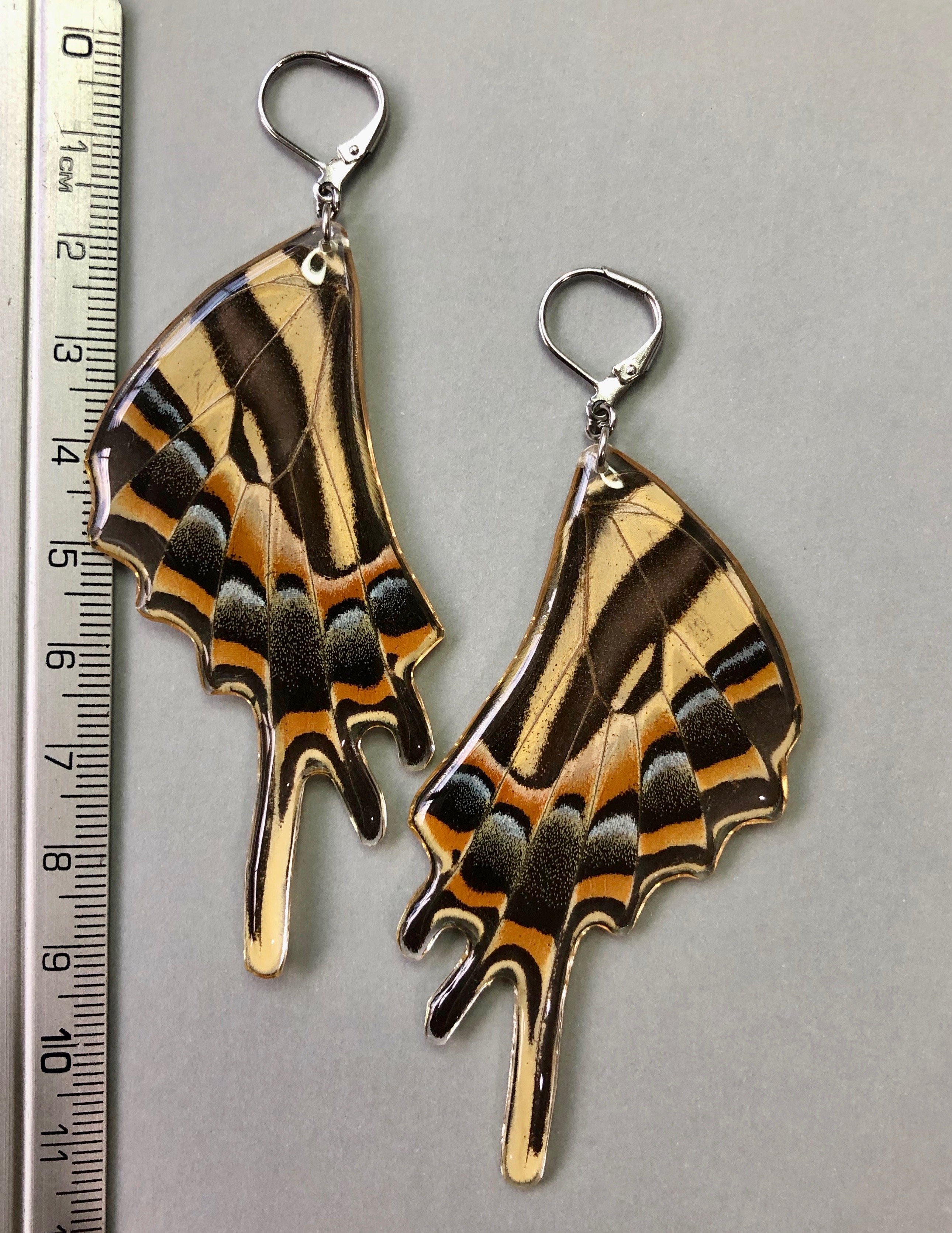 Papilio pilumnus. Stainless Steel