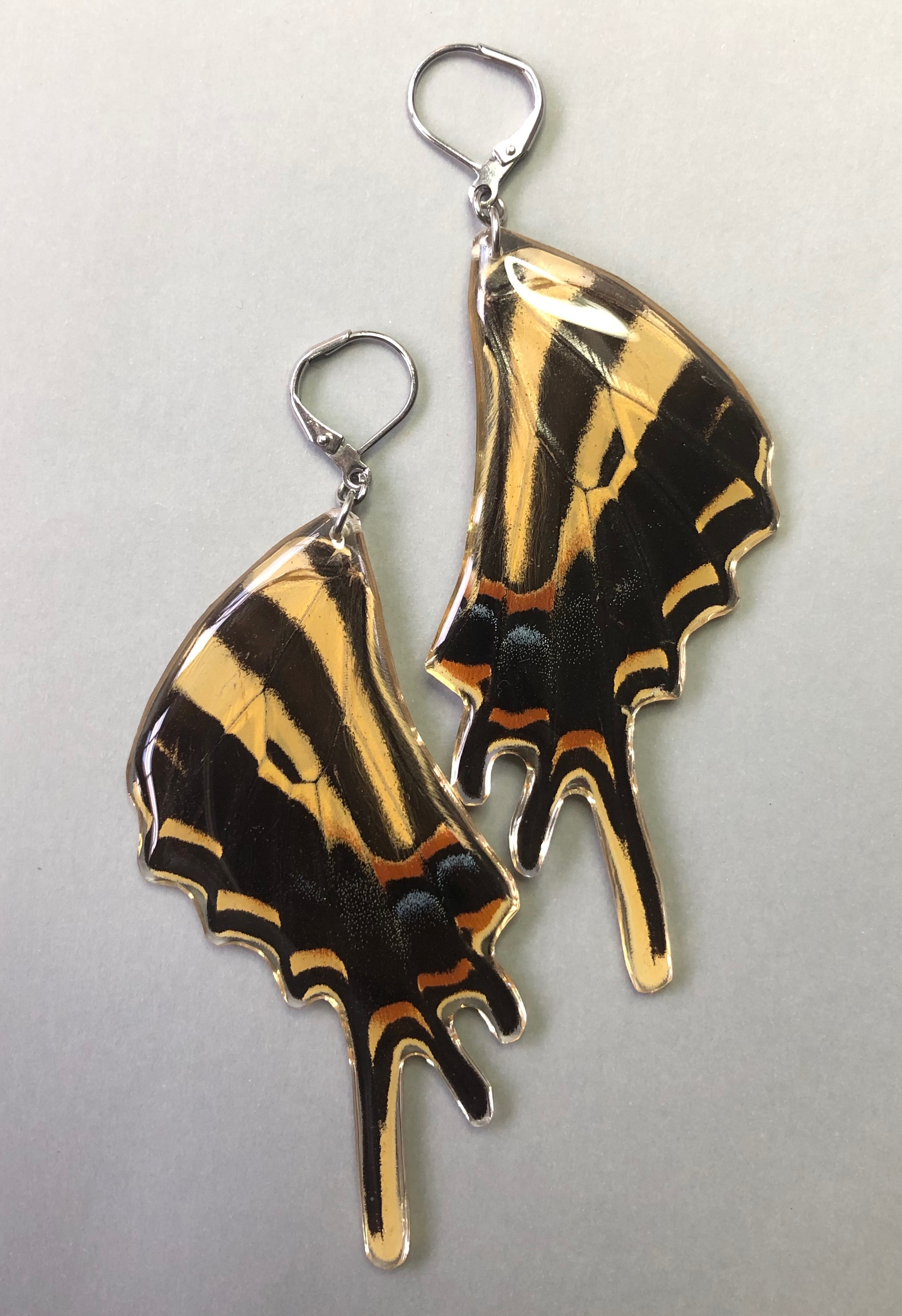 Papilio pilumnus. Stainless Steel